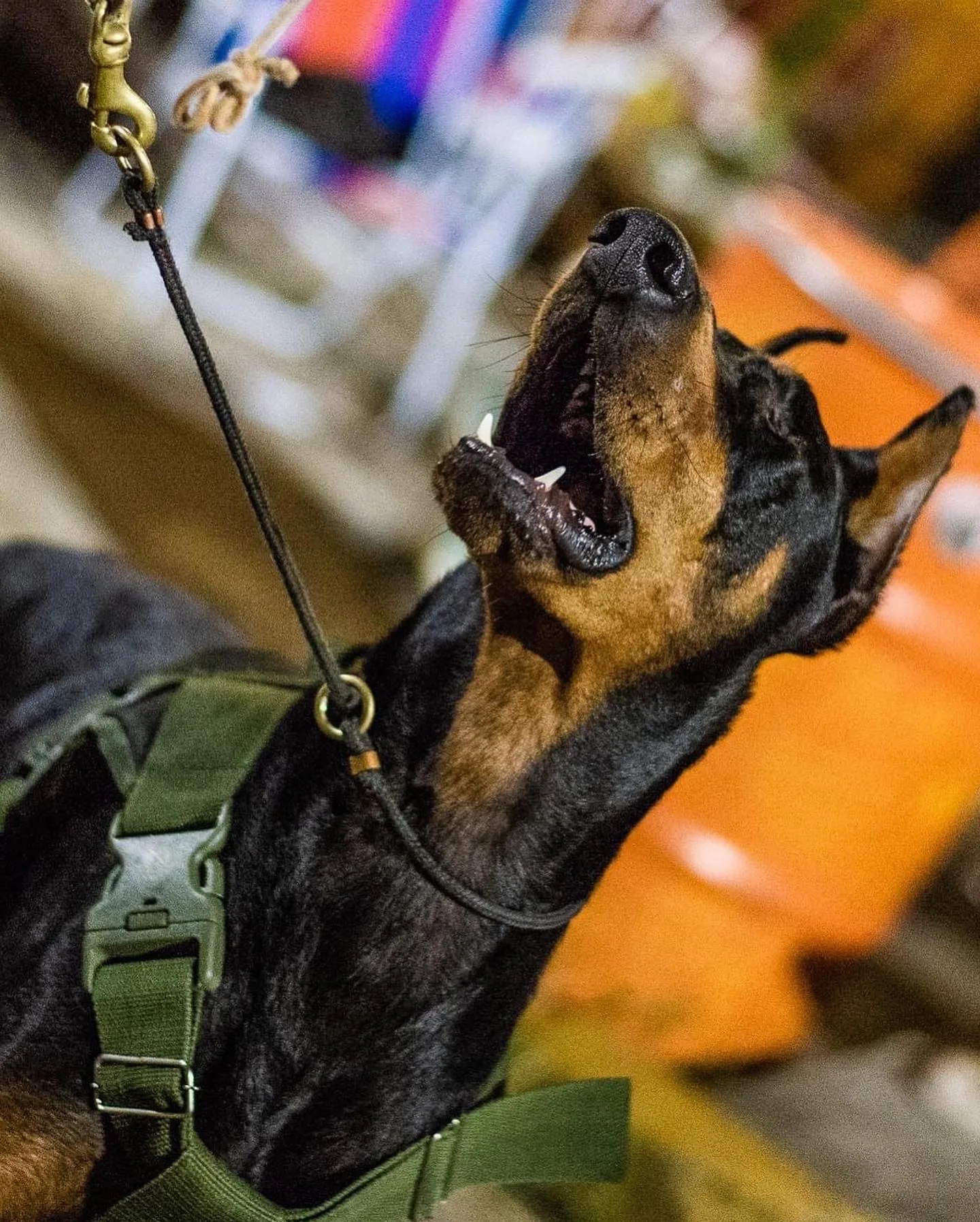 Treinador de cães em Brasília com cachorro durante sessão de treinamento no DF