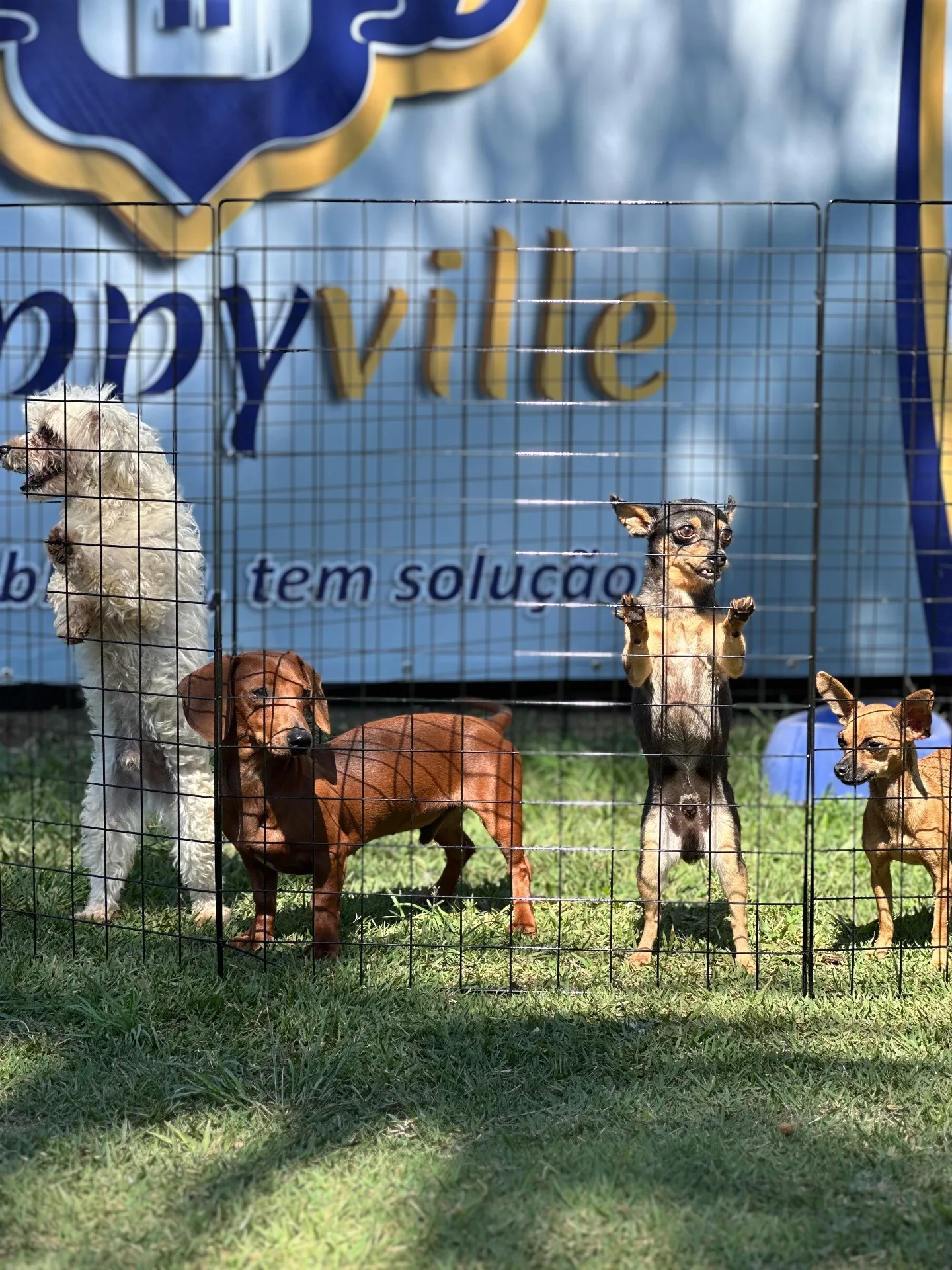 Cães socializando com segurança na hospedagem da Puppyville