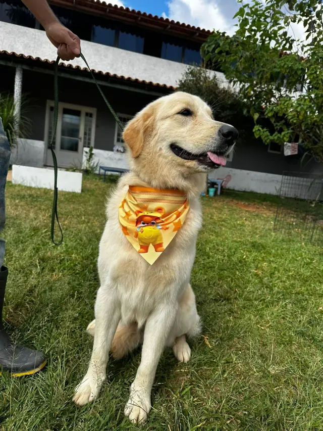 Banho e tosa profissional na Puppyville