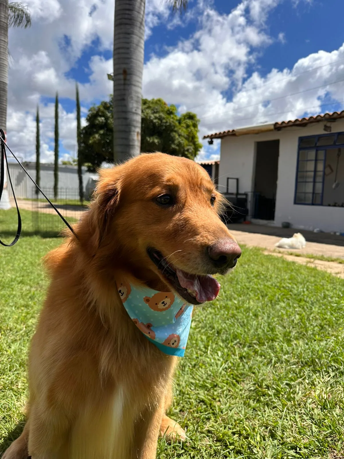 Cão arrumadinho após banho e tosa na Puppyville
