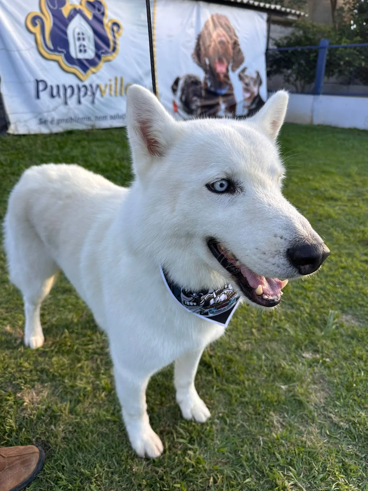 Cão limpo e feliz na Puppyville
