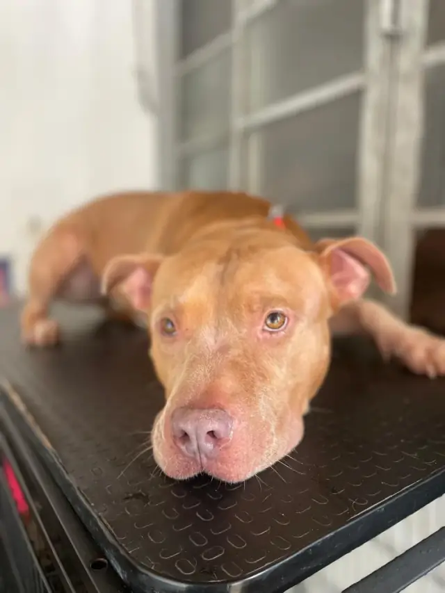 Pet confortável durante o atendimento