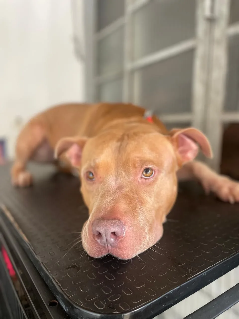 Pet confortável durante o atendimento