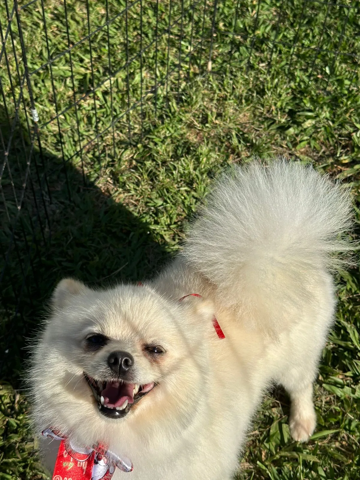 Cuidados com o pet na Puppyville