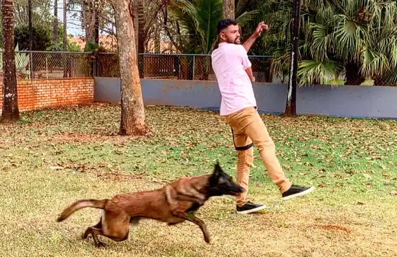 Adestrador do Victor Puppyville treinando um Pastor Belga Malinois em área gramada
