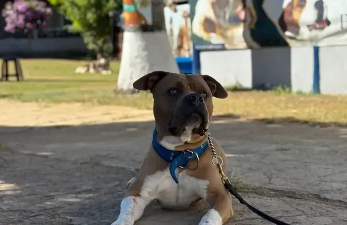 Cão tranquilo deitado na guia durante treino de comportamento na Puppyville
