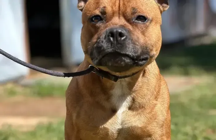 Cão de porte médio na guia, atento ao tutor durante treino na Puppyville