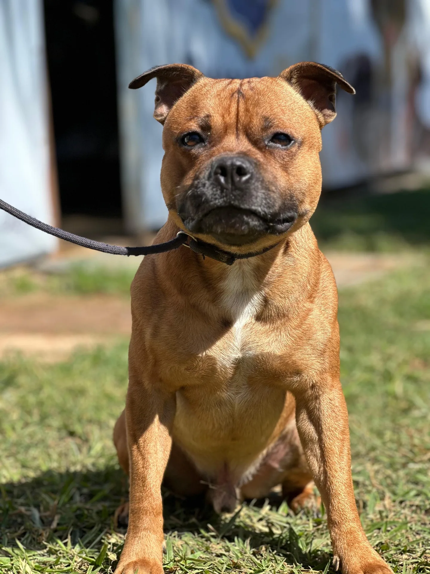 Cão obediente sentado