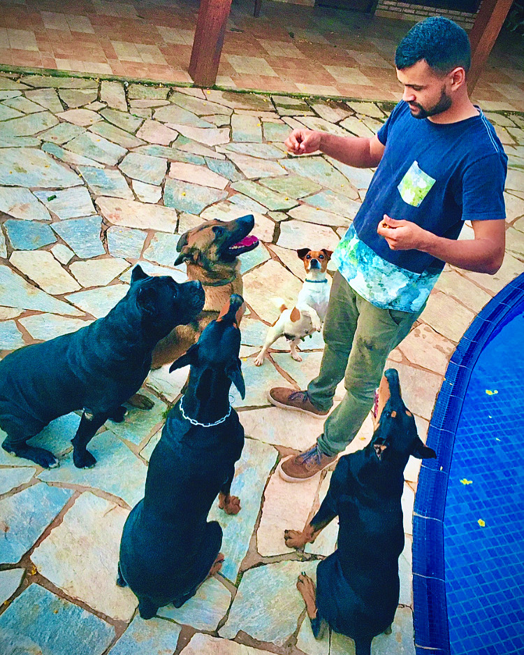 Cão atento olhando para o tutor durante o treino de um comando básico